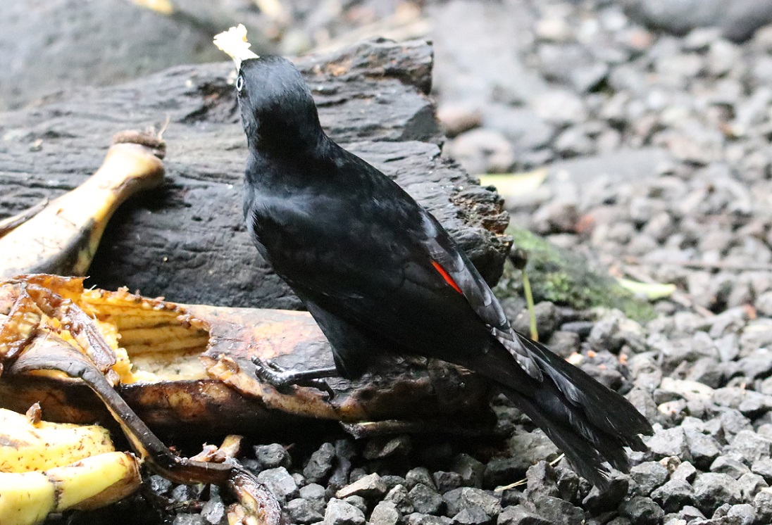 ヒゴシツリスドリ【No.3365】