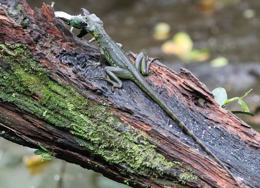 グリーンバシリスク【No.3366】