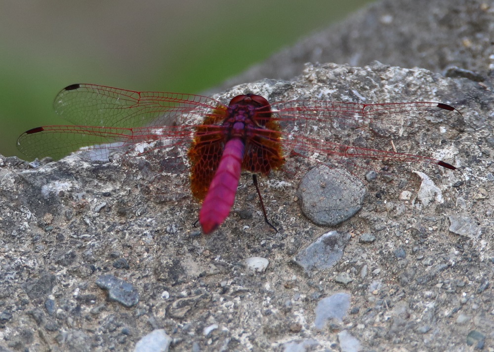 ベニトンボ【No.2248】