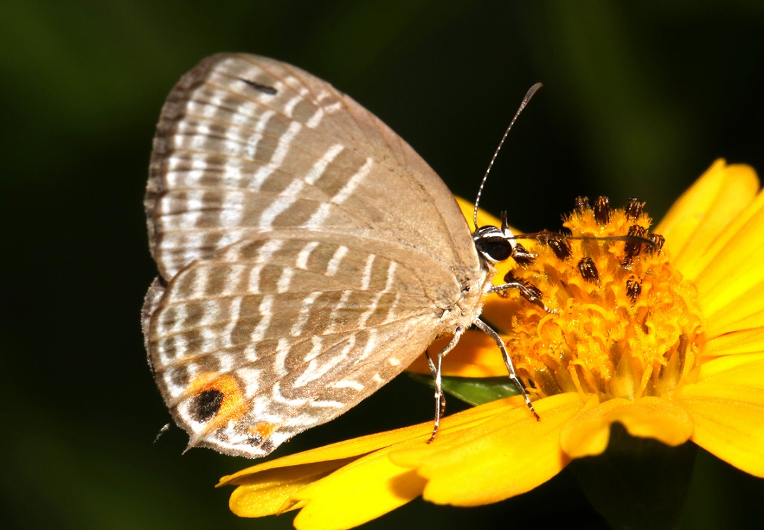 シロウラナミシジミ【No.2253】