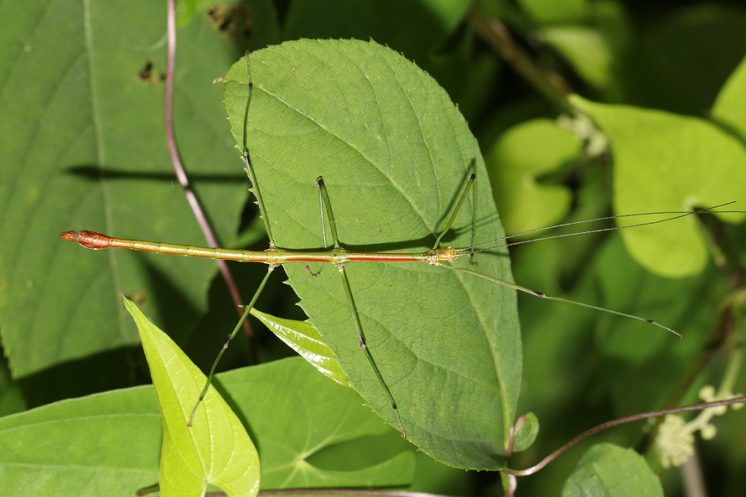 エダナナフシ【No.2751】