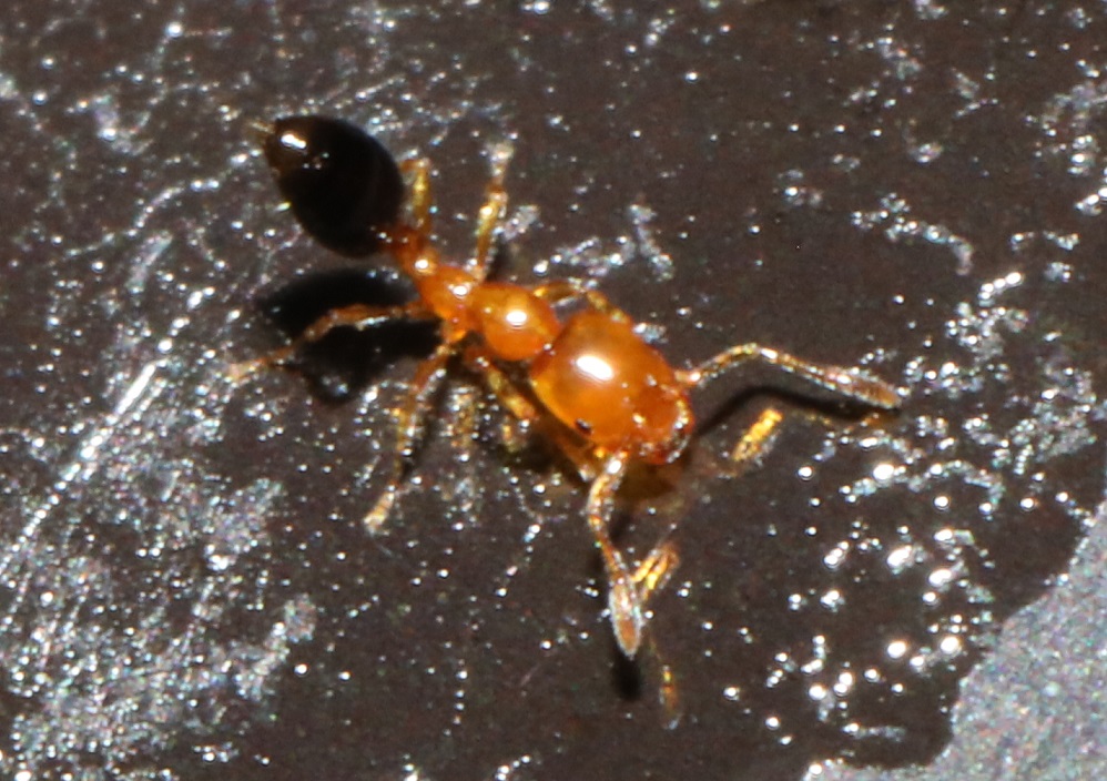 ヒメアリ【No.2752】