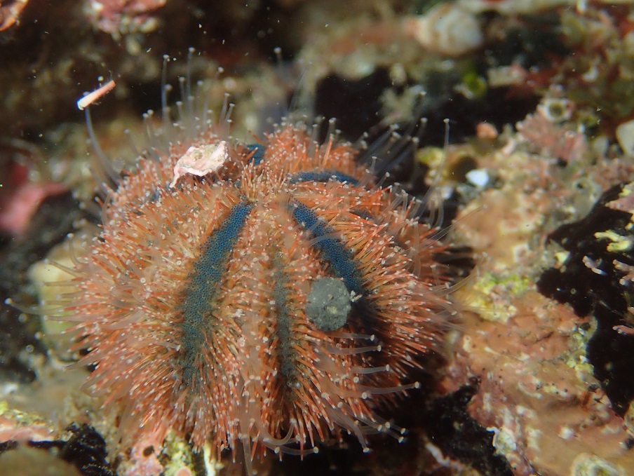 コシダカウニ【No.2651】