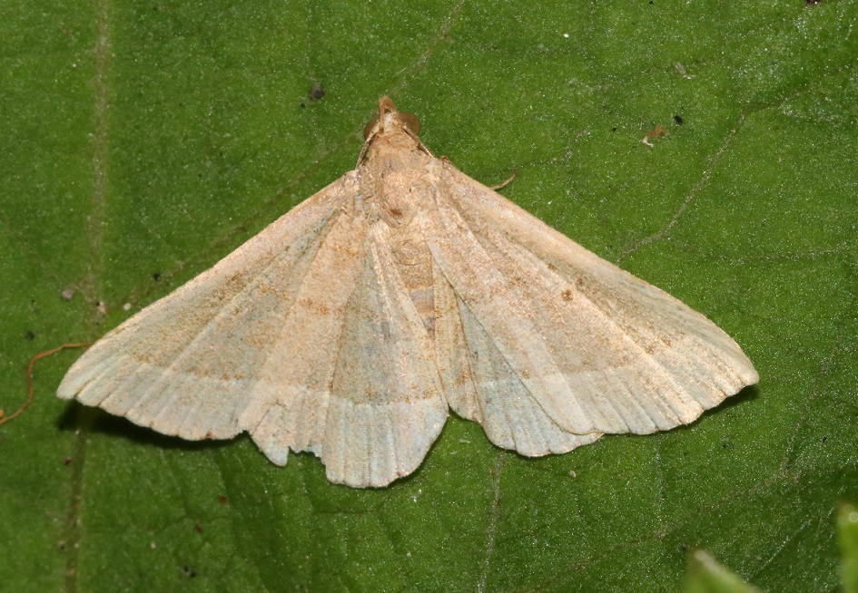 ミスジアツバ【No.2289】