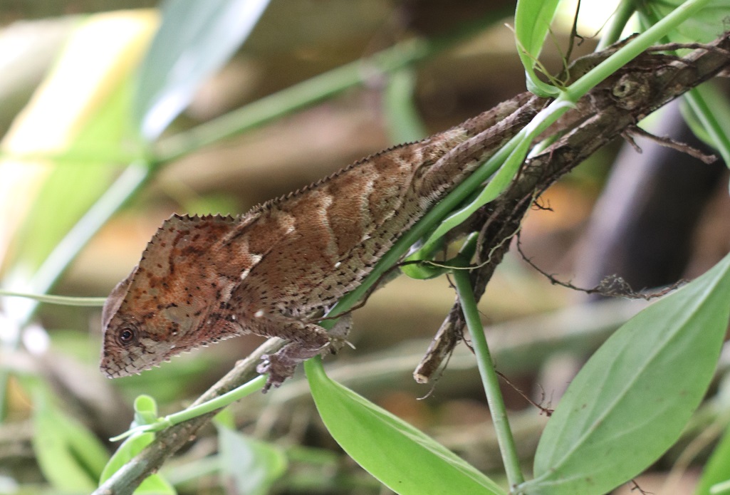 スベヒタイヘルメットイグアナ【No.3369】