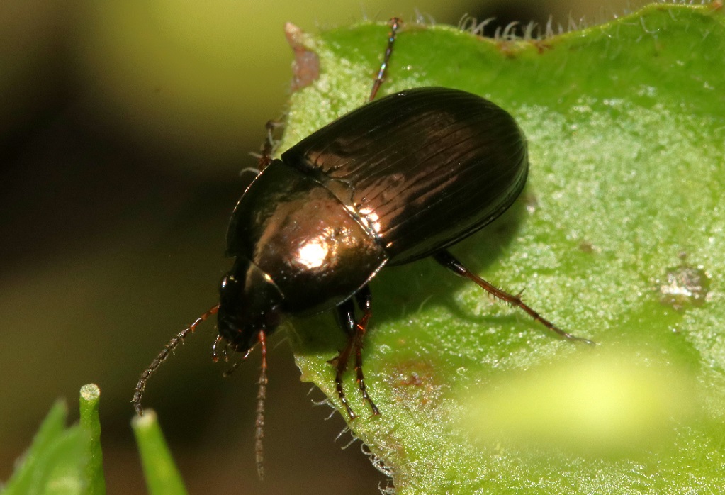 ニセマルガタゴミムシ【No.2602】