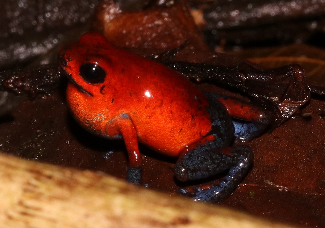イチゴヤドクガエル【No.3372】