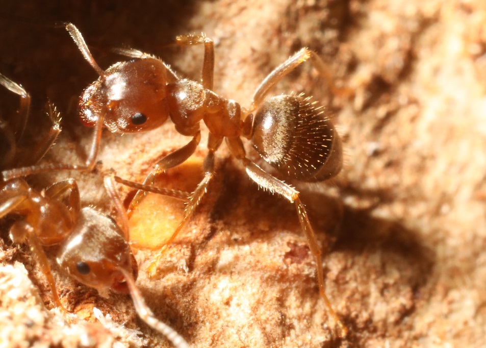 カワラケアリ【No.2568】