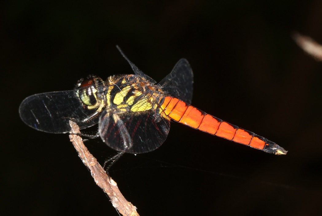 オオハラビロトンボ【No.2256】