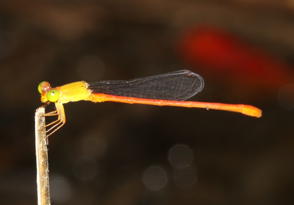 リュウキュウベニイトトンボ【No.2272】
