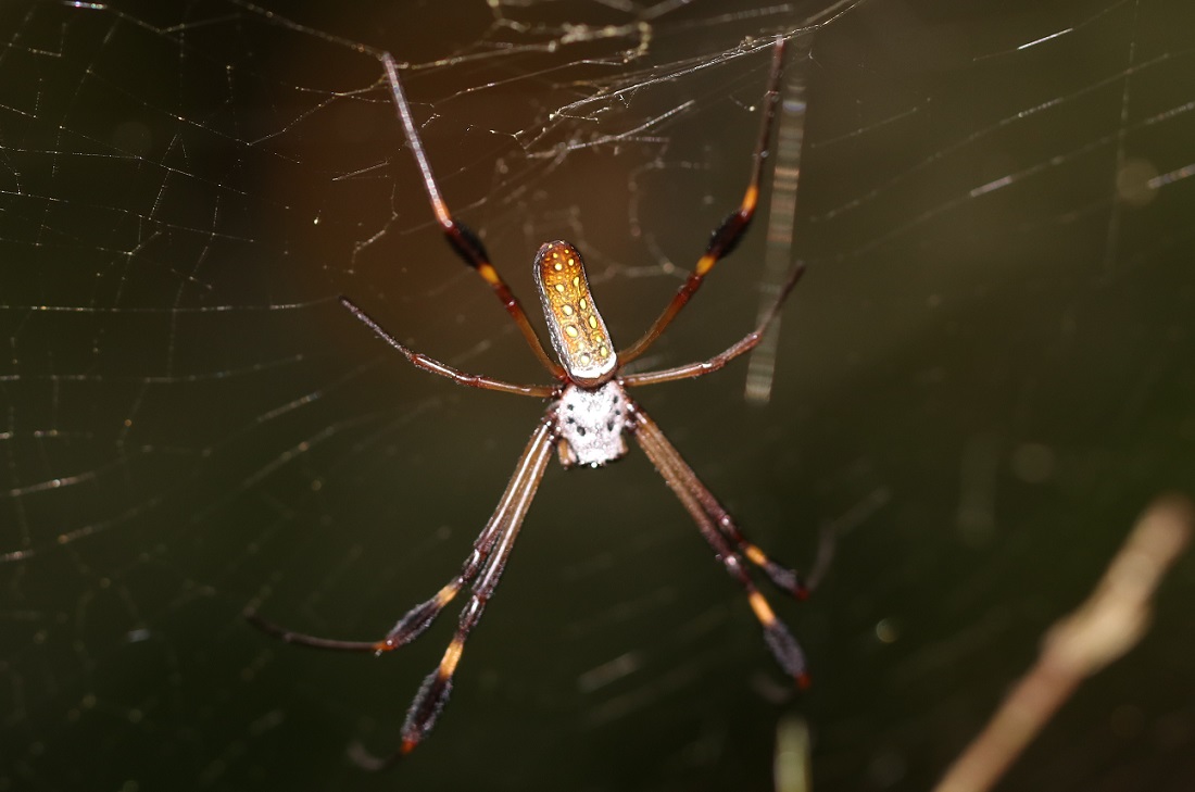 アメリカジョロウグモ【No.3376】