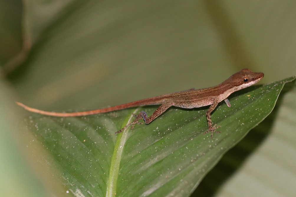 ボーダーアノール【No.3377】