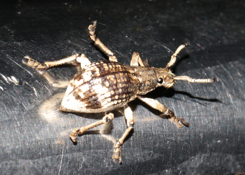 オキナワクワゾウムシ【No.2279】