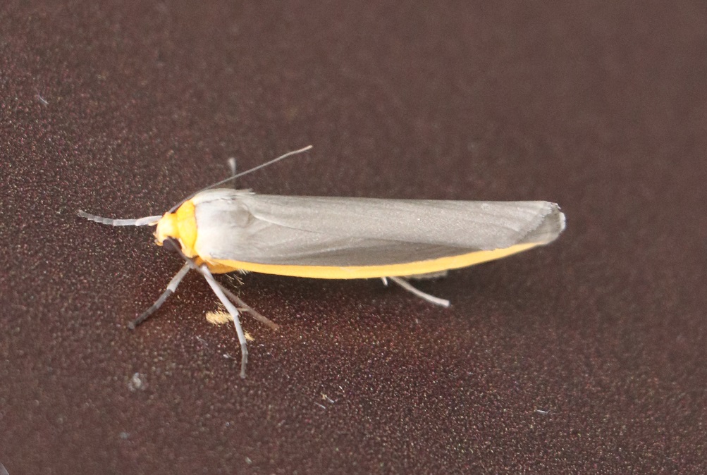 キベリネズミホソバ【No.2282】