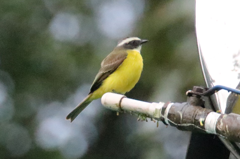アカボウシヒタキモドキ【No.3379】