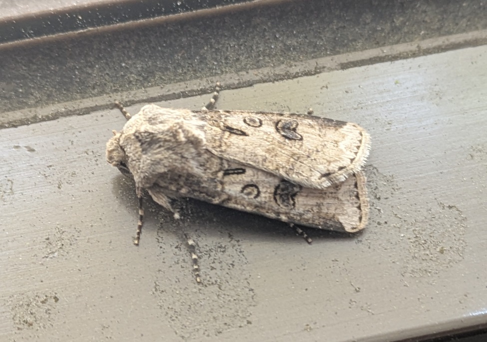 カブラヤガ【No.2261】