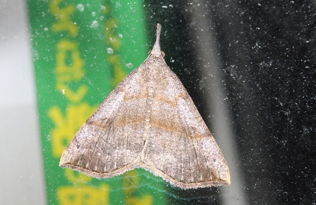 ヒトスジアツバ【No.2303】