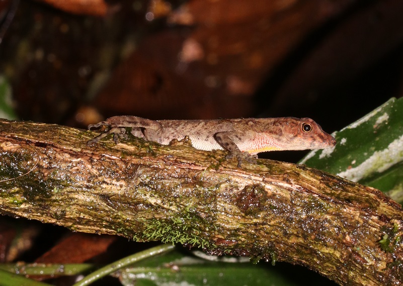 ハンブルアノール【No.3381】