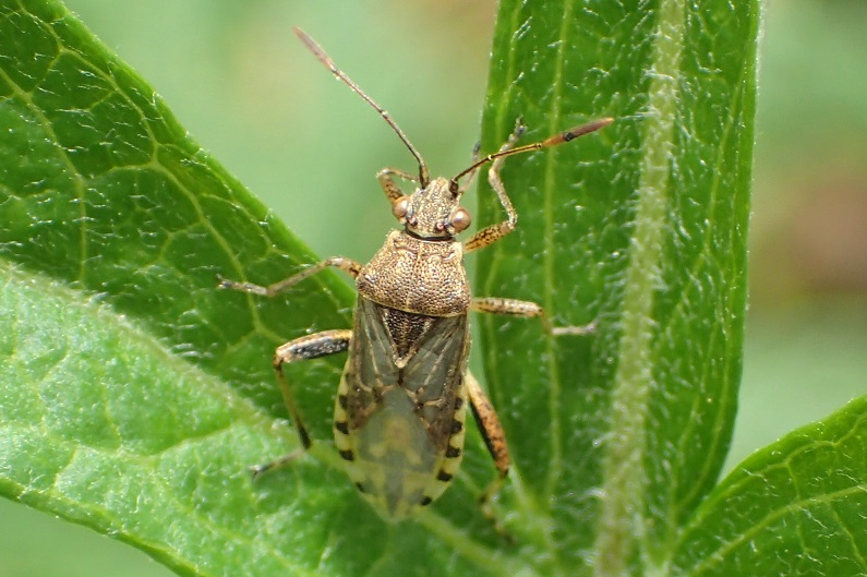 ブチヒメヘリカメムシ【No.2434】