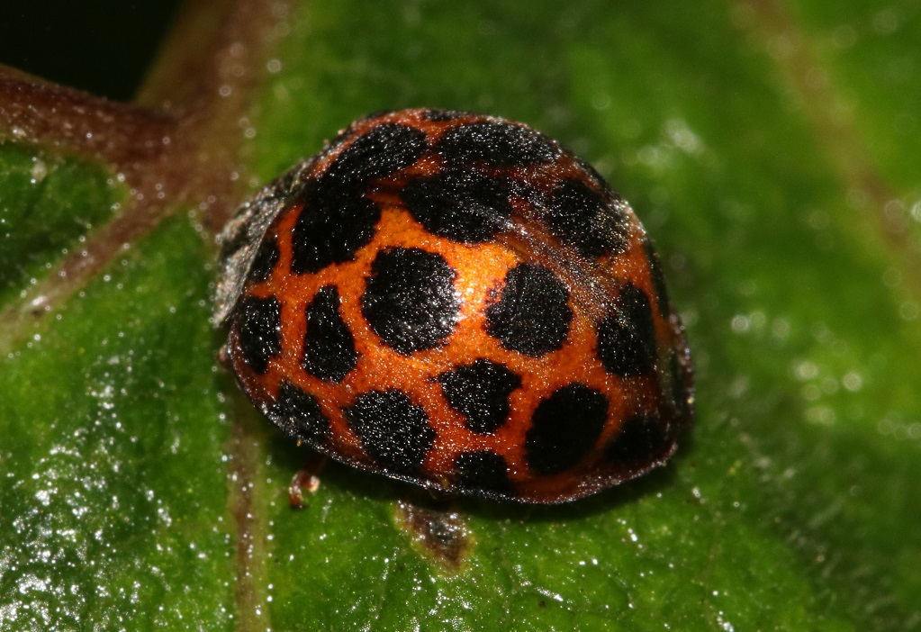 ヤマトアザミテントウ【No.2328】