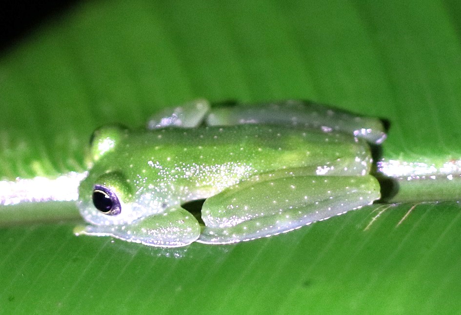 グラスガエルの一種（和名なし）【No.3383】