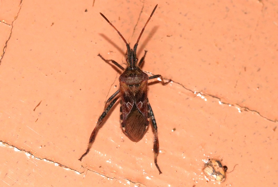 マツヘリカメムシ【No.2369】
