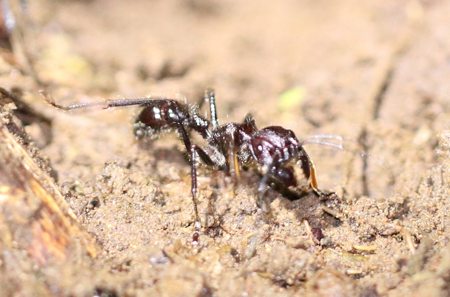 サシハリアリ【No.3384】