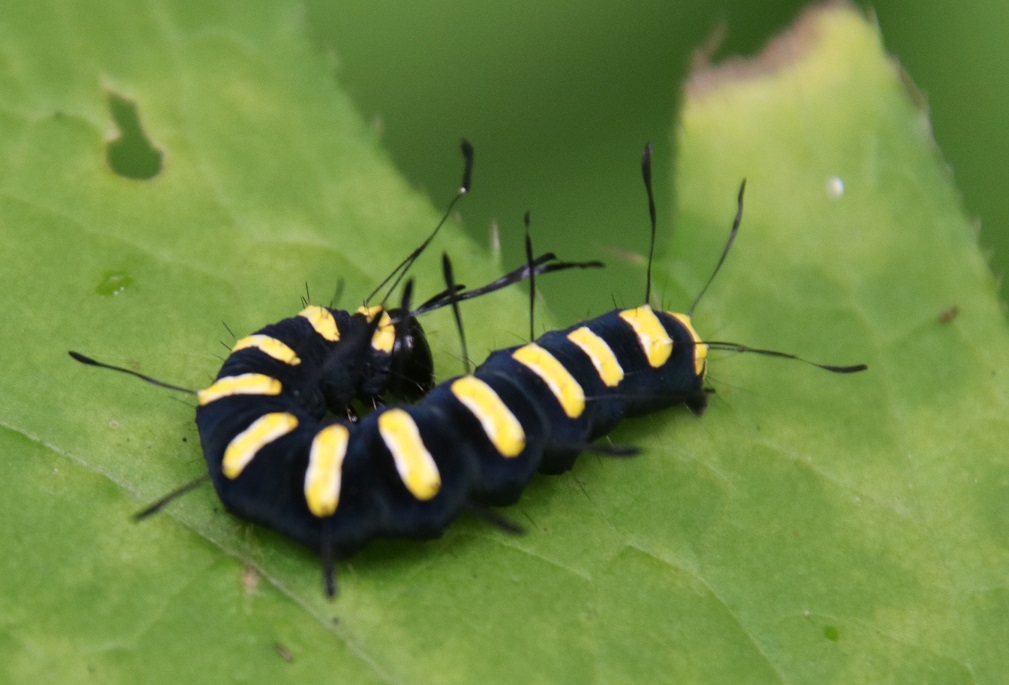 ハンノケンモン【No.2311】