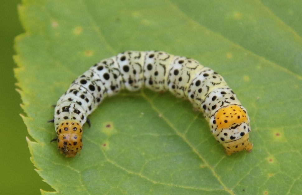 ヒメトラガ【No.2312】