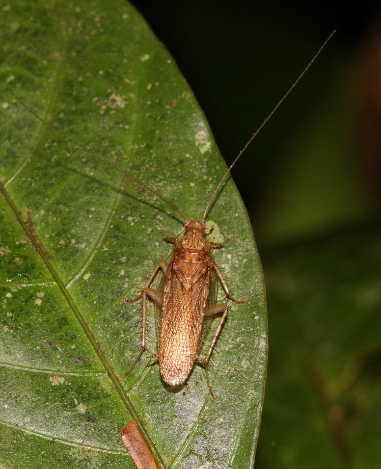 チャバネゴキブリの一種（和名なし）【No.3386】