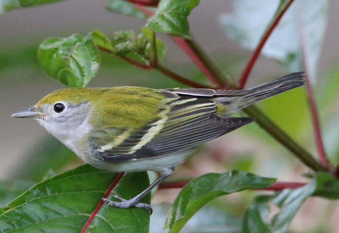 ワキチャアメリカムシクイ【No.3389】