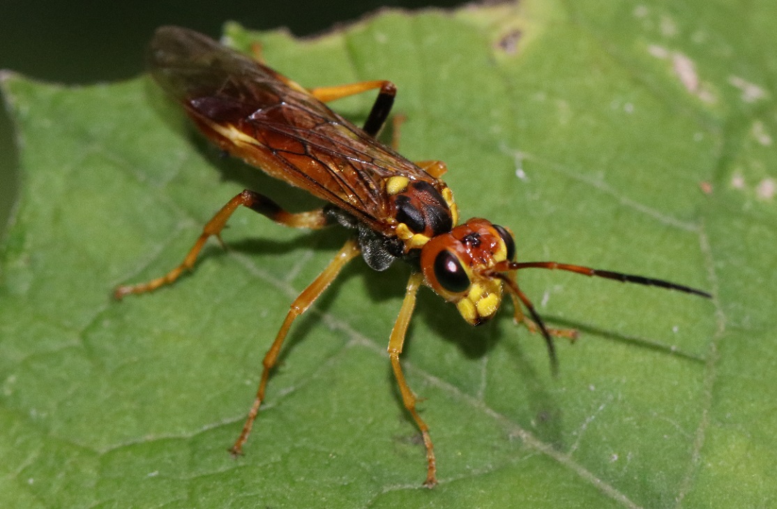 ハコネハバチ【No.2546】