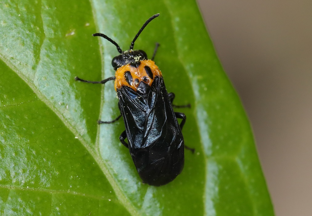クロホシマルハバチ【No.2547】