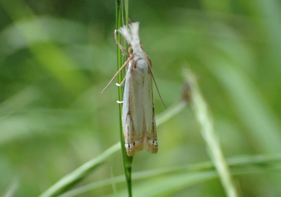 シロスジツトガ【No.2459】