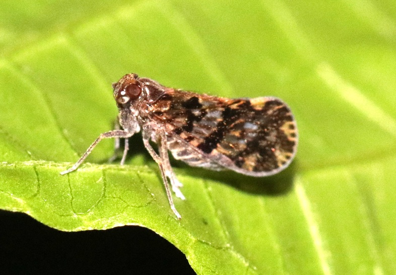 ヒシウンカ科の一種【No.3459】